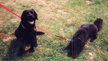 Kody and Maisy, two black dogs
