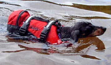 Baily, dog swimming with life preserver