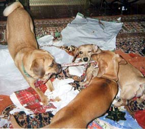 dogs helping to open presents