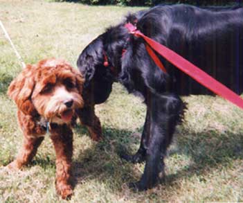 Chester and Rasta, two dogs