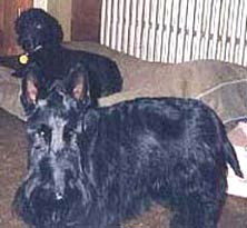 two black dogs, a Standard Poodle and Scottish Terrier