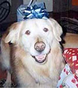 Willow, dog, with ribbon on head